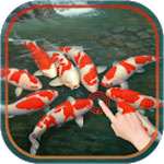 Magic Touch: Koi Fish for Android – Koi carp wallpapers on Android …